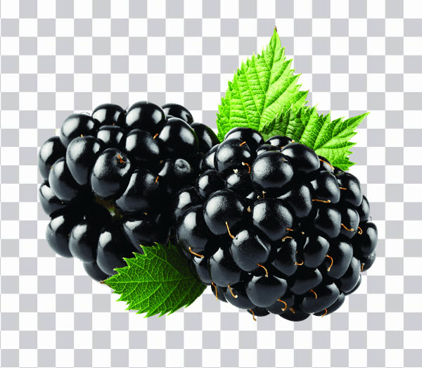 Mazzo di mirtilli, Bunch of Blueberry, blueberry <br></noscript> with leaves, blueberry fruits, hd png
