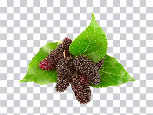 Gelso Rosso, Red Mulberry, Raspberry, red berries, <br></noscript>Blackberry Red Mulberry Black mulberry Euclidean,<br> Fresh mulberry and leaves, natural Foods, png