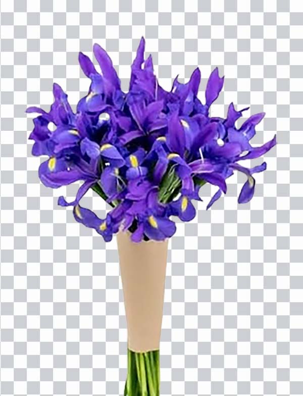 Iris Flower, Iris Stargazer Barn, Shine Bright Blue <br></noscript>Bouquet, Blue Flover, Iris Flover png free