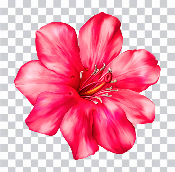 Pink Flower Png, pink flower bloom, flover, <br></noscript>herbaceous Plant, pink flower, pink flover png free
