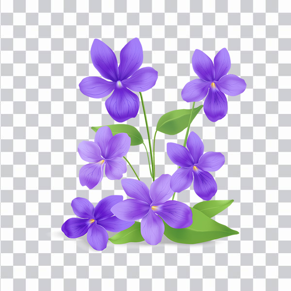 Violet Flowers, Violet Flovers, Leaves, Nature, <br></noscript>African Violets Saintpaulia Plants png free