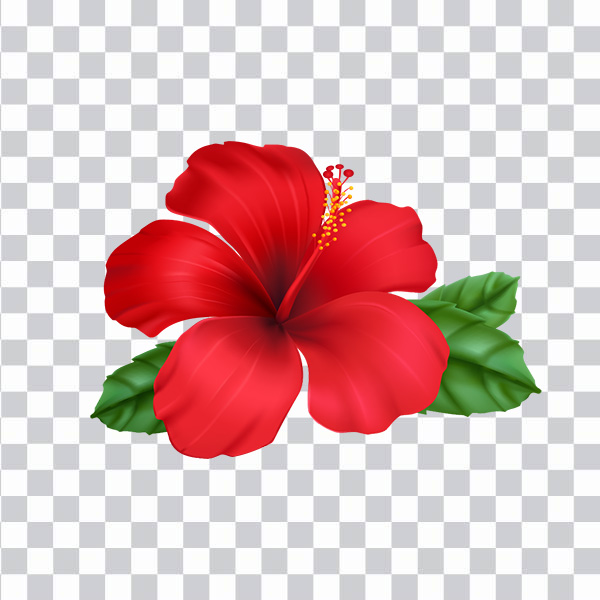 Red hibiscus flower, Hibiscus , hibiscus, herbaceous <br></noscript>Plant, Hibiscus Plant png free