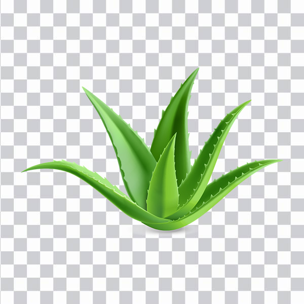 Aloe Vera Plant, Aloe Vera Leaf png free